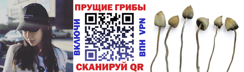 Псилоцибиновые грибы Psilocybine cubensis Купить где Кириши